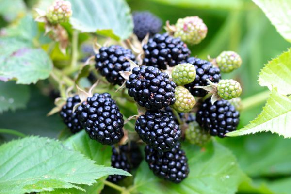 Blackberry Bush Removal in Redwood City