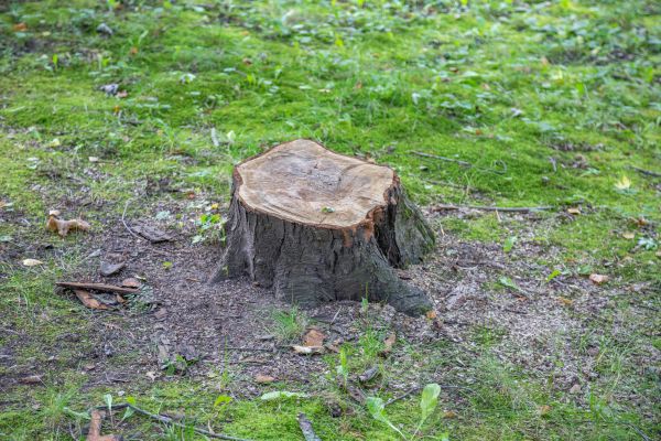 Bush Stump Removal in Redwood City
