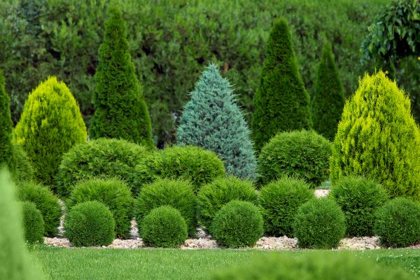 Cost of Bush Trimming Service in Redwood City