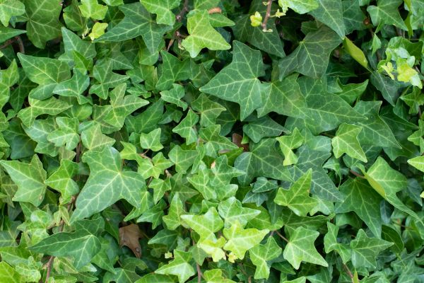 Cost of English Ivy Removal in Redwood City
