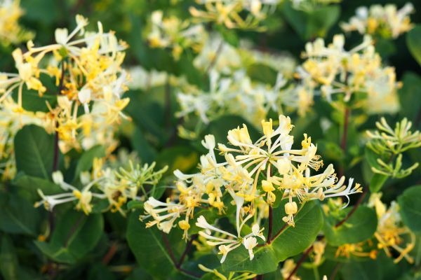 Cost of Honeysuckle Removal in Redwood City