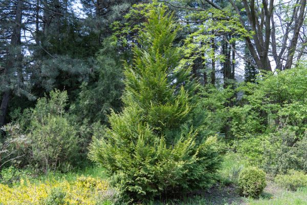 Cost of Juniper Pruning in Redwood City