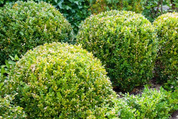 Cost of Landscape Trimming Service in Redwood City