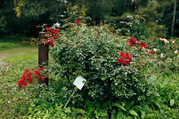 Cost of Rose Bush Removal in Redwood City