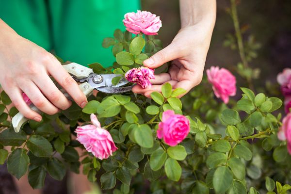 Cost of Rose Trimming in Redwood City
