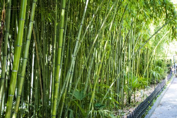 Cost of Bamboo Root Removal in Redwood City