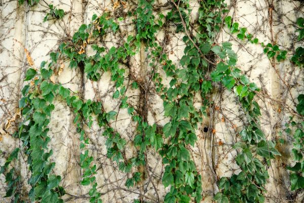 Cost of Vine Removal Service in Redwood City