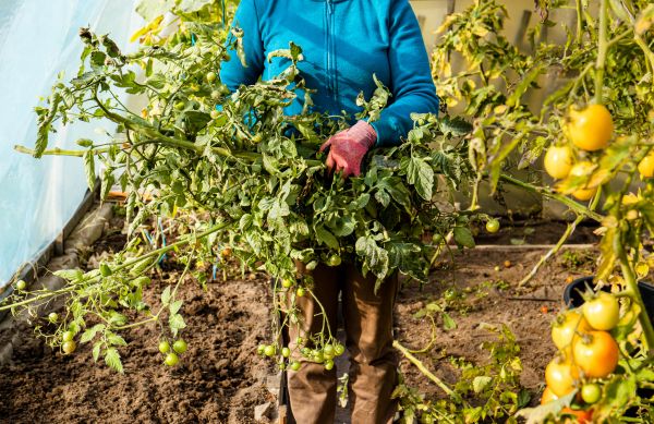 Cost of Garden Plant Removal in Redwood City