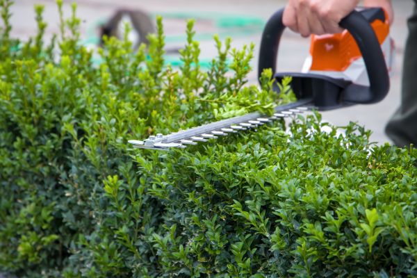 Hedge Shearing in Redwood City