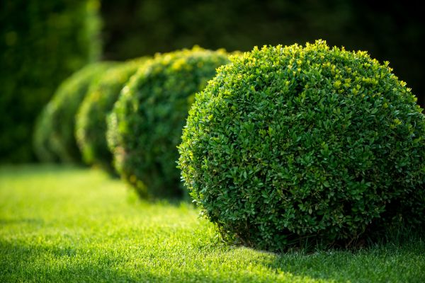 Cost of Bush Pruning in Redwood City