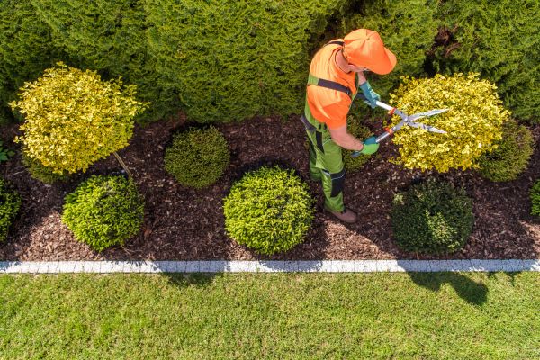 Cost of Topiary Trimming in Redwood City