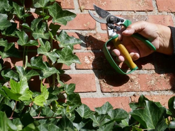 Cost of Ivy Removal Service in Redwood City