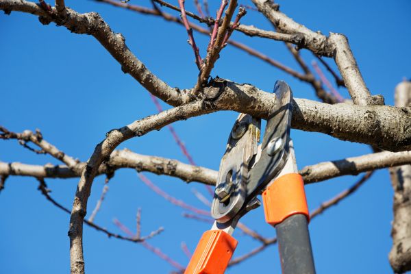 Cost of Selective Pruning in Redwood City