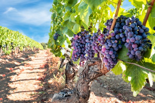 Cost of Grapevine Pruning in Redwood City