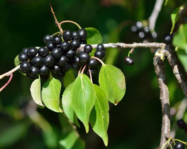 Cost of Buckthorn Removal in Redwood City