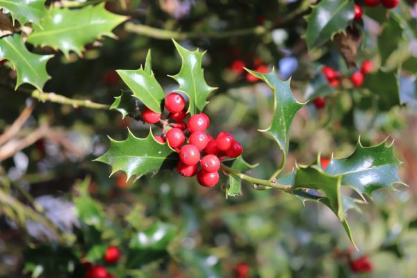 Cost of Holly Tree Trimming in Redwood City