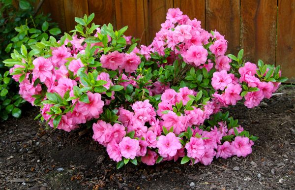 Cost of Azaleas Removal in Redwood City