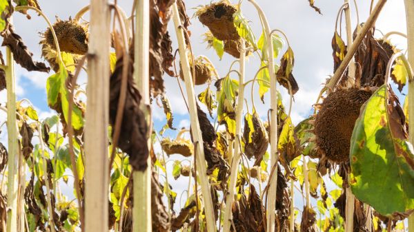 Cost of Dead Plant Removal in Redwood City