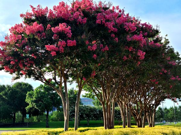 Cost of Crepe Myrtle Pruning in Redwood City
