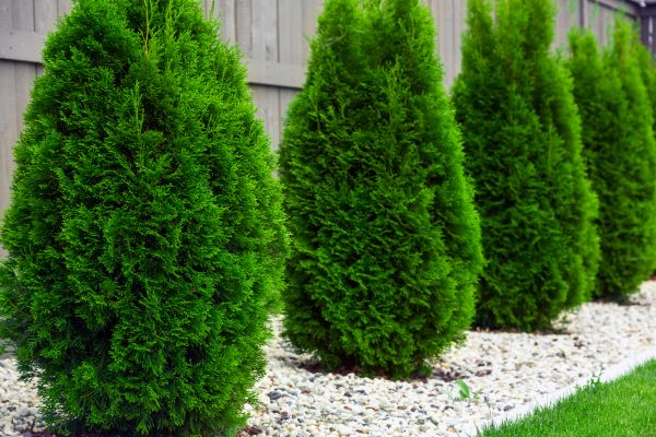Cost of Arborvitae Pruning in Redwood City