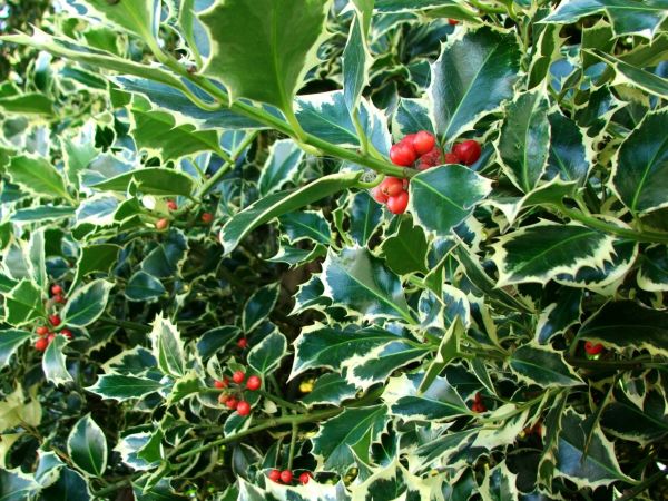 Cost of Holly Bushes Trimming in Redwood City