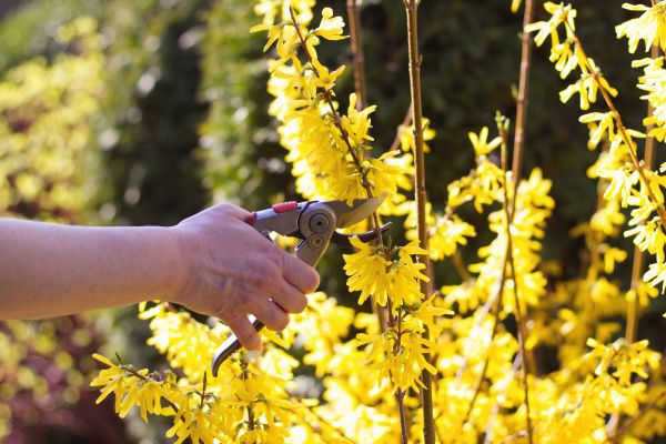 Forsythia Pruning in Redwood City