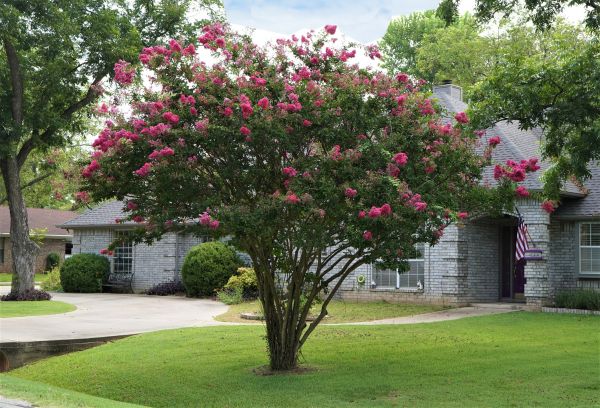 Crepe Myrtle Trimming in Redwood City