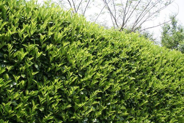 Cost of Laurel Shrub Removal in Redwood City