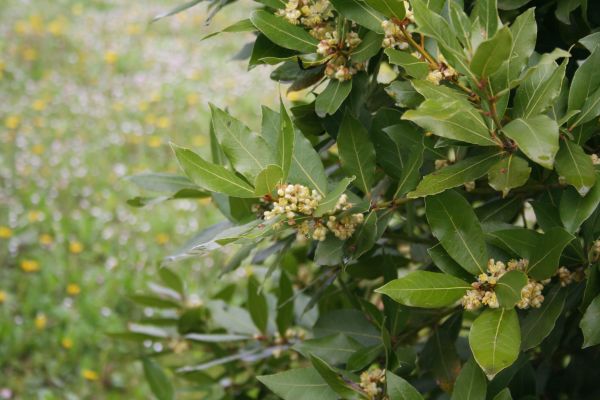Cost of Laurel Trimming in Redwood City
