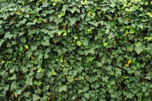 Cost of Ivy Pruning service in Redwood City