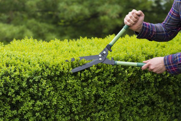 Cost of Evergreen Shrub Pruning in Redwood City