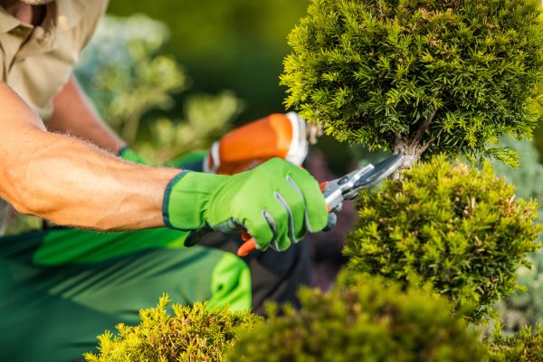 Cost of Landscape Pruning Service in Redwood City