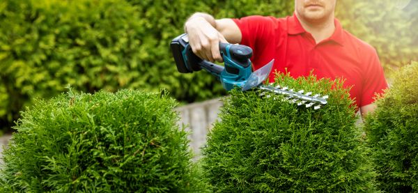 Cost of Hedge Shaping Service in Redwood City
