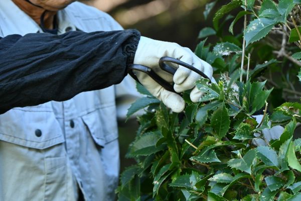 Holly Pruning in Redwood City