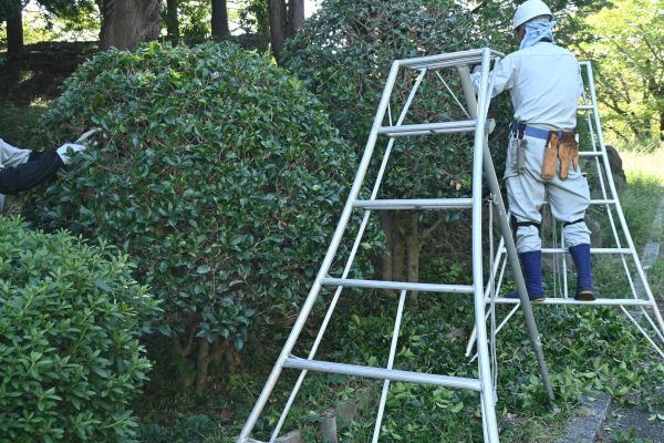 Cost of Holly Shaping in Redwood City