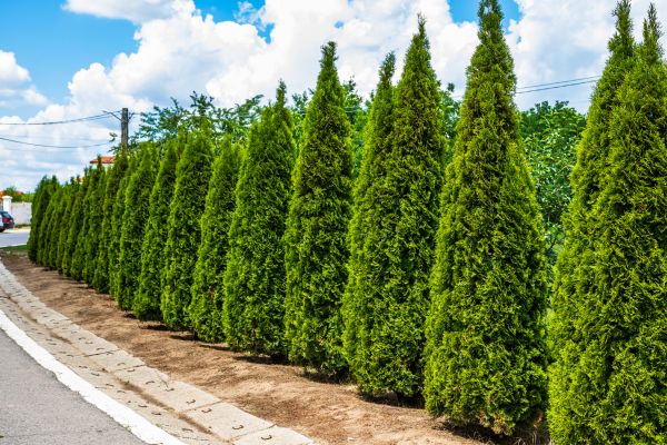 Cost of Arborvitae Shearing in Redwood City