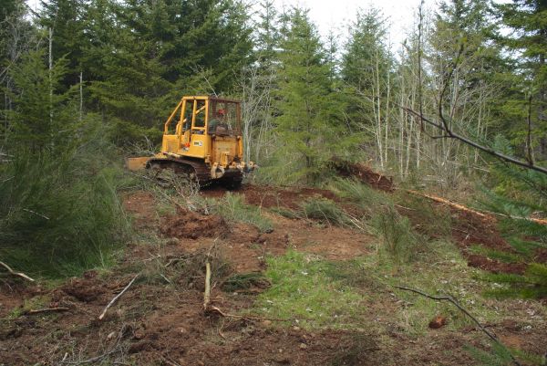 Cost of Shrubbery Clearing in Redwood City
