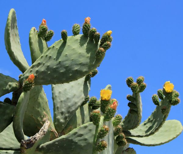 Cost of Cactus Removal in Redwood City