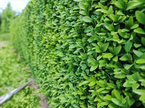 Cost of Boxwood Pruning in Redwood City