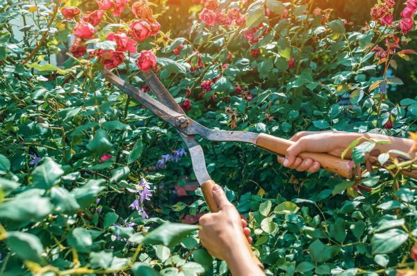 Knockout Roses Pruning in Redwood City