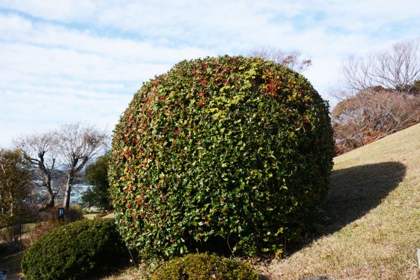 Cost of Holly Shrub Pruning in Redwood City