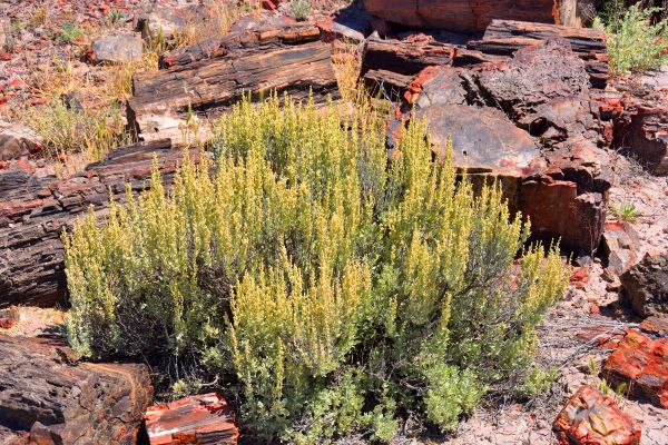 Cost of Sagebrush Removal in Redwood City