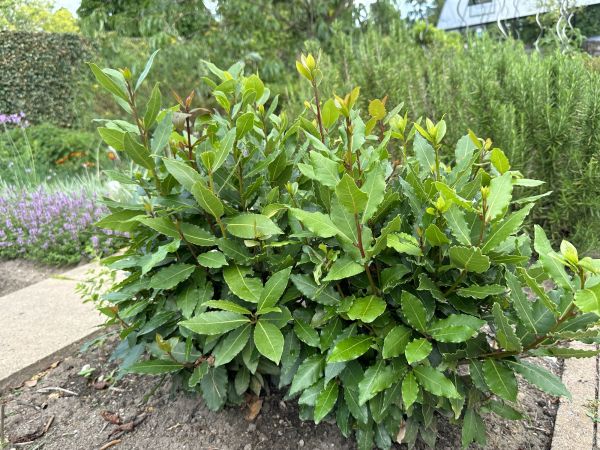 Cost of Laurel Hedge Trimming in Redwood City