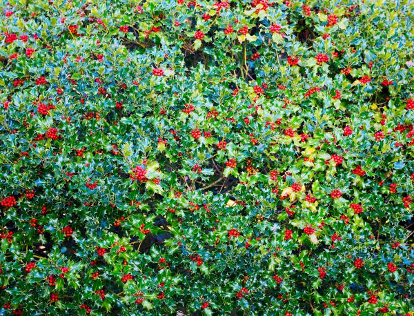 Cost of Holly Bush Removal in Redwood City