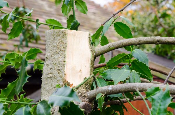 Cost of Holly Tree Removal in Redwood City