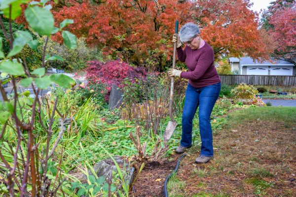 Cost of Dead Bush Removal in Redwood City