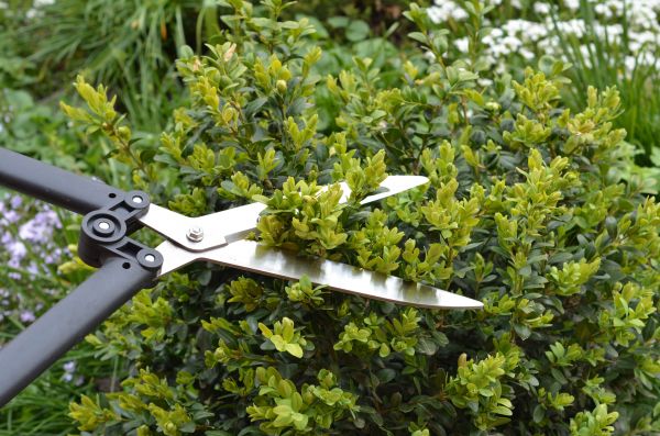 Cost of Boxwood Trimming in Redwood City
