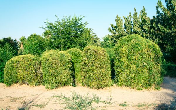 Cost of Bamboo Hedge Removal in Redwood City