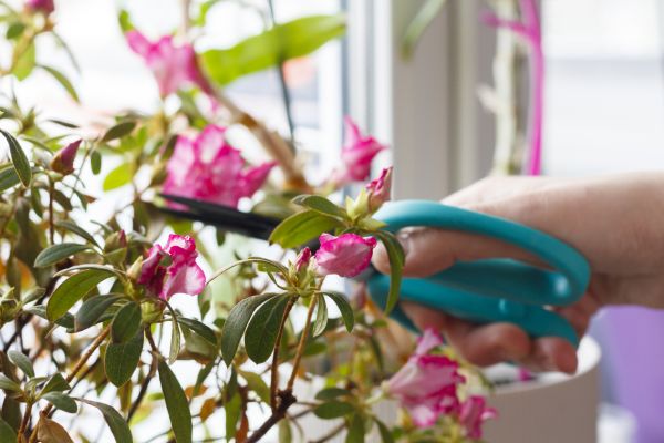 Azalea Pruning in Redwood City