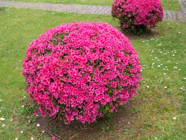 Cost of Rhododendron Pruning in Redwood City